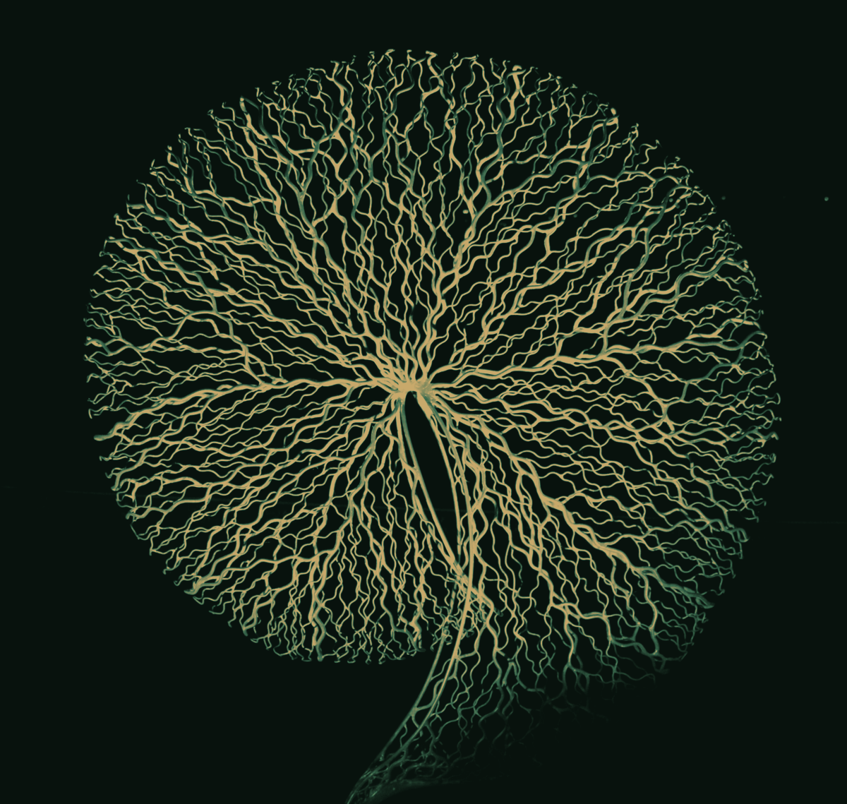 Mycelium leadership search