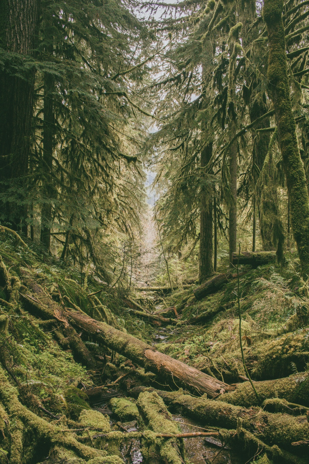 Forest canopy